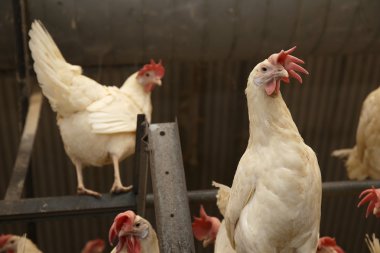 kümes hayvanları çiftlik yumurta