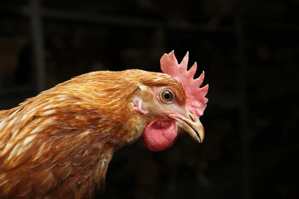 Kümes hayvanları çiftlik yumurta — Stok fotoğraf