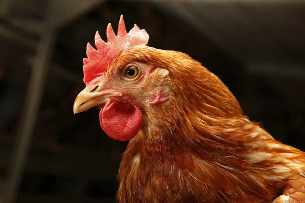 Poultry farm eggs — Stock Photo, Image