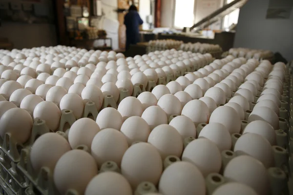 Poultry farm eggs — Stock Photo, Image