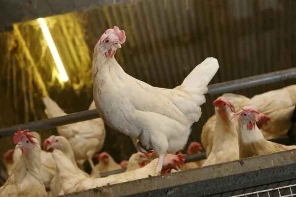 Poultry farm eggs — Stock Photo, Image