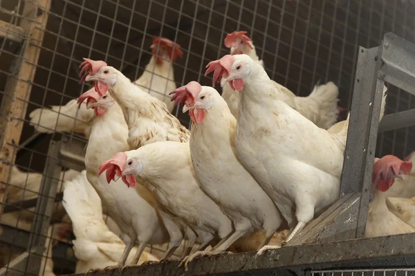 Αυγά πουλερικών αγρόκτημα — Φωτογραφία Αρχείου