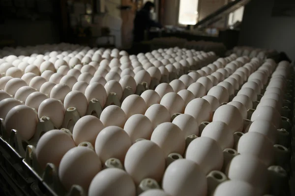 Poultry farm eggs — Stock Photo, Image