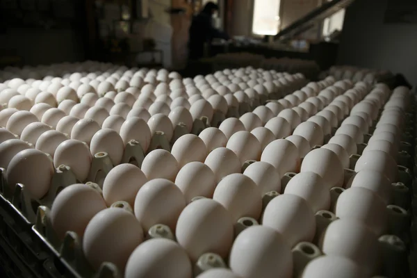 Uova di pollame da allevamento — Foto Stock