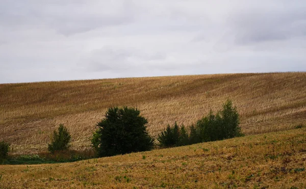 在美丽的斜坡上播种小麦 — 图库照片