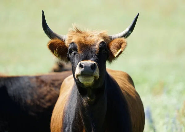 Koeien Grazen Een Bloeiende Weide — Stockfoto