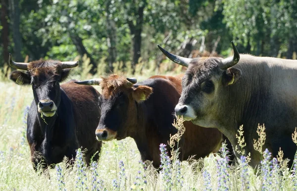 Kühe Grasen Auf Einer Blühenden Wiese — Stockfoto