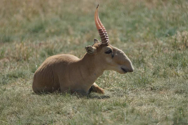 Bella Saiga Uno Sfondo Erba Nel Velo — Foto Stock