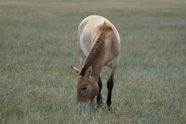 Лошадь Пржевальского Красивой Гривой Пасется Поле — стоковое фото