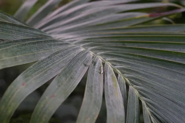 Palmbladeren Close Een Zonnige Dag Binnen Houttextuur — Stockfoto