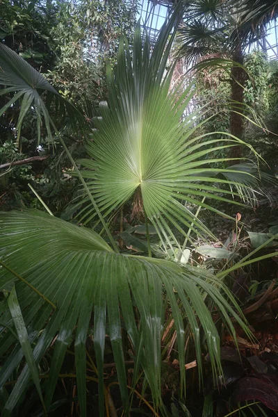 Palmové Listy Zblízka Slunečného Dne Vnitřní Dřevěné Textury — Stock fotografie