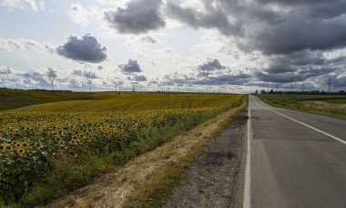 Güneşli bir günde tarlada güzel ve büyük ayçiçekleri.