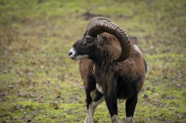 Vahşi doğada çimlerin üzerinde güzel bir koç