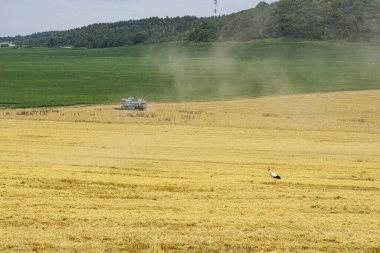 Hasat edilen buğday tarlasında hasatçı ayakta ve leylek yürüyor