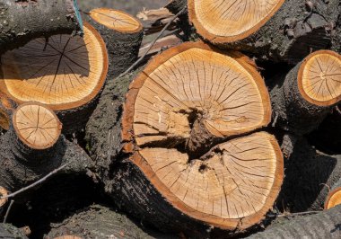 Eski bir meyve bahçesinde desenli ağaç kesimleri