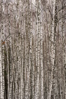 Kış uykusundan sonra uyanan güzel bir huş ağacı.