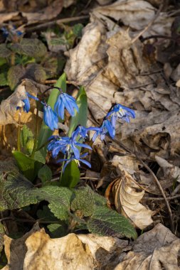 Vahşi doğada açan ilk bahar çiçeklerinden oluşan bir grup. Bahar çiçeği arkaplanı.