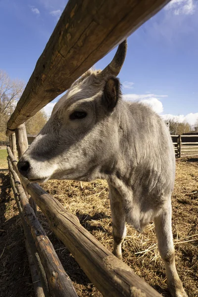 Beautiful Cows Paddock Spring Sun — Stock Photo, Image