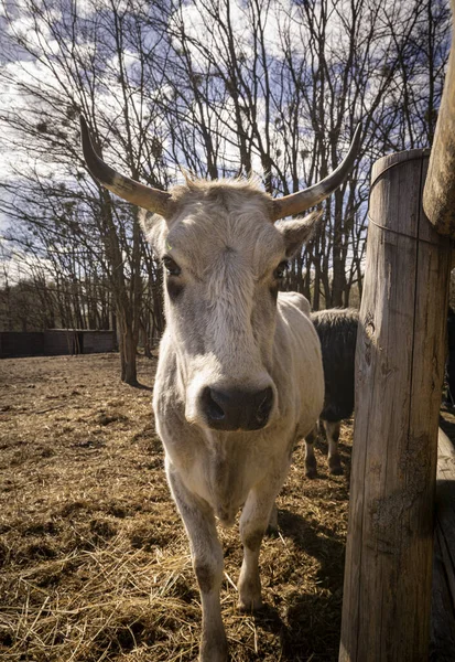 Beautiful Cows Paddock Spring Sun — Stock Photo, Image