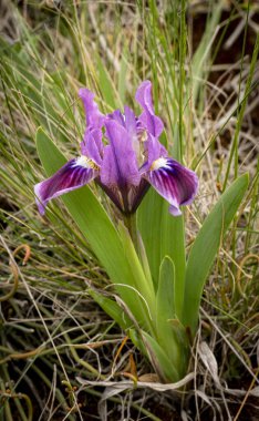 Vahşi doğada açan ilk bahar çiçekleri. Bahar çiçeği arka planı.