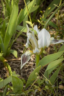 Vahşi doğada açan ilk bahar çiçekleri. Bahar çiçeği arka planı.