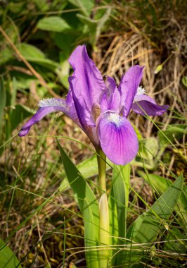 Vahşi doğada açan ilk bahar çiçekleri. Bahar çiçeği arka planı.