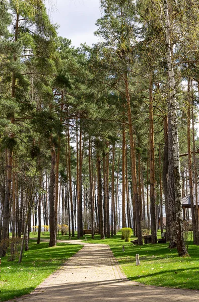 Alley passing through a pine forest on a sunny day. The perfect place to escape from the bustle of the city