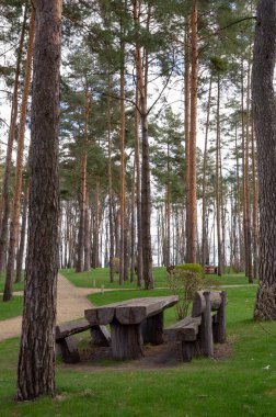 İyi yolları olan bir çam parkında boş bir bank. Şehir sorunlarından kaçmak için mükemmel bir yer.