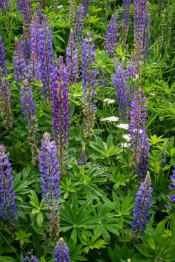 Lupins blooming in summer with white daisies in a meadow on a sunny day. Multicolored floral background.