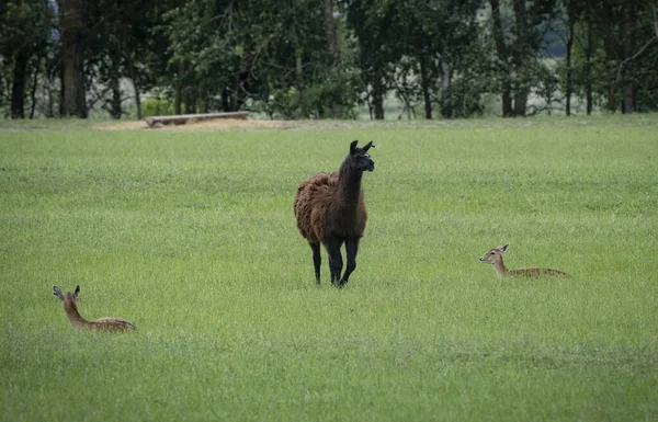 Walking Llama Park Surrounded Lying Deer Green Bed — 스톡 사진