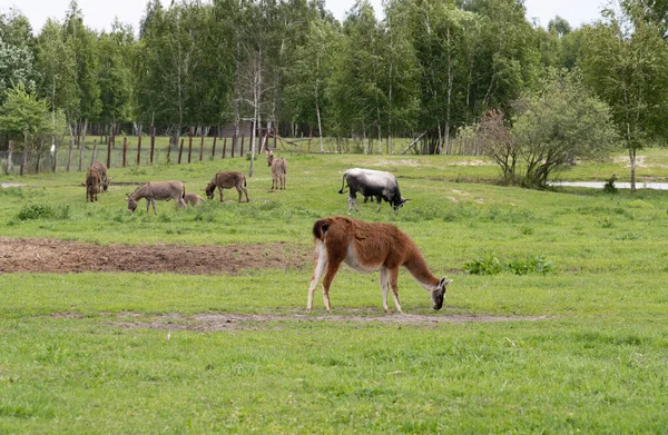 Farklı hayvanlar için açık bir çayır. Lama, eşek ve inekler bir çiftliğin ağılında otlar.
