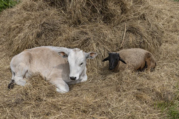 Młody Goby Owca Odpoczywają Strychu Farmy — Zdjęcie stockowe
