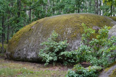 Yosun kaplı bir buzulun getirdiği büyük bir kaya parçası meşe ormanında yatıyor.