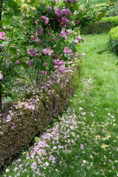 Pétalos Rosa Que Desmoronan Camino Jardín Día Soleado Soleado — Foto de Stock