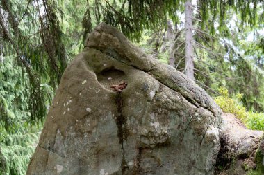 Güzel şekilli yosun kaplı taşlar bir çam ormanında yatıyor.