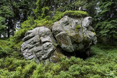Güzel şekilli yosun kaplı taşlar bir çam ormanında yatıyor.