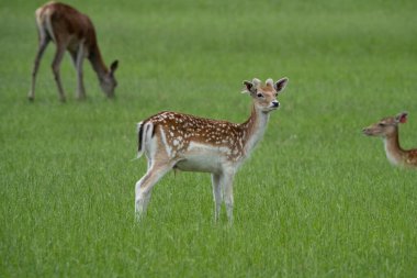 Vahşi doğada yeşil çimlerde otlayan güzel bir sika geyiği.
