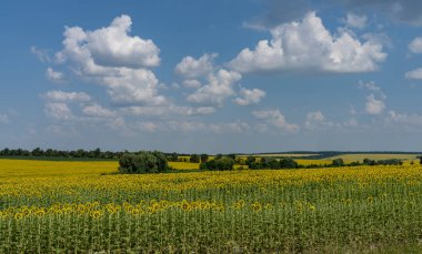 Güneşli bir günde güzel ve büyük ayçiçekleri Güzel bulutlu bir tarlada.