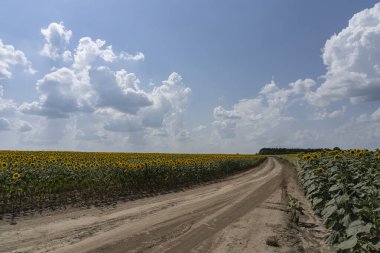 Toprak bir yol, çiçek açan ayçiçekleriyle bezenmiş bir tarladan geçer. Ayçiçeklerinin üzerine yayılmış güzel desenli bulutlar.