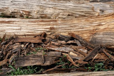 Yaprak döken ağaç gövdeleri, ağaç kabuğu yok, yığınla.