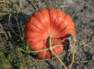 Ekolojik teknolojilere göre yetiştirilen yeşil bir alanda büyüyen büyük ve kırmızı bir harpun.