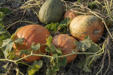 Eski yaprakların arasında yeşil bir tarlada büyüyen büyük bir balkabağı. Ekolojik teknolojilerin gözlemiyle bir çiftlikte büyümüş..
