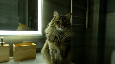 Sibirya kedisi lavaboda oturuyor.