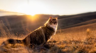 Gün batımında tüylü bir Sibirya kedisi sarı bir tarlada oturur.
