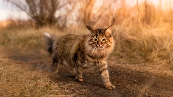 An important fluffy Siberian cat walks in the park in the grass along the path — Stock Photo, Image