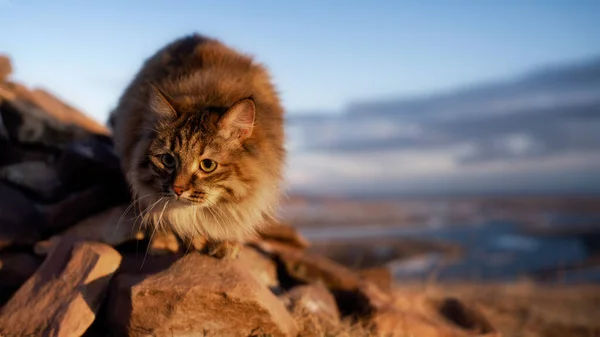 Gato siberiano se sienta en las rocas contra el cielo azul y el río —  Fotos de Stock