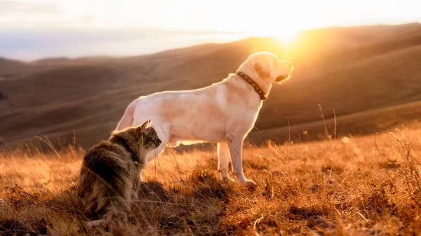 Siberische kat en Labrador hond wandelen bij zonsondergang in de bergen — Stockfoto