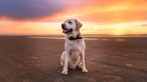 Krásný Labrador sedí na písku u rybníka na pozadí mraků a západu slunce — Stock fotografie