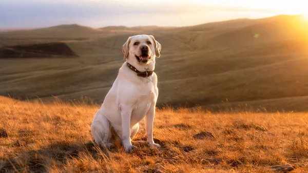 Fawn gelukkig labrador zit op het gele gras — Stockfoto