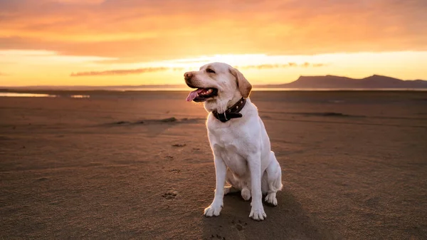 Šťastný pes Labrador sedí na písku na pozadí západu slunce a hor — Stock fotografie